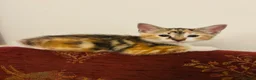 Mixed Breed cats for sale: 4 gorgeous female kittens for sale  - Advert 7