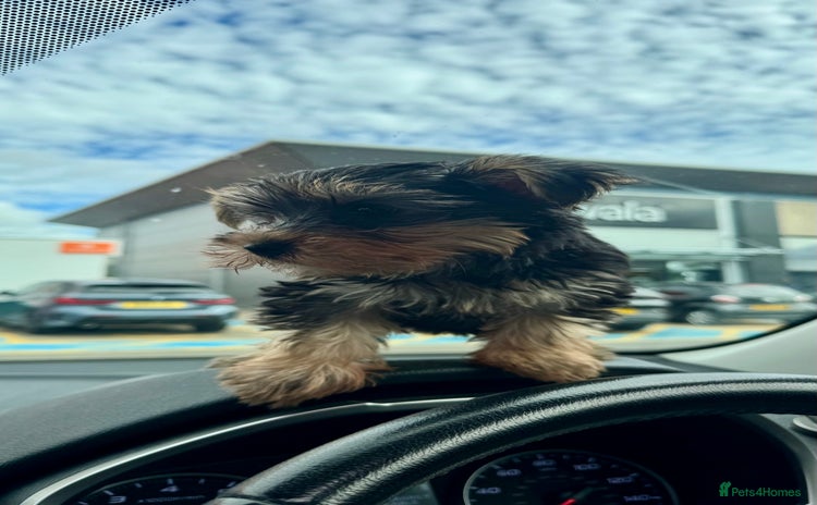 Yorkshire Terrier dogs - Advert 1