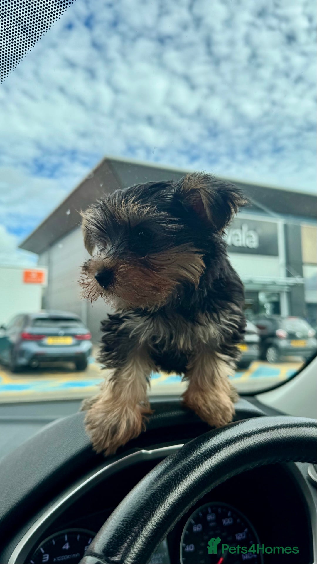 Yorkshire Terrier dogs for sale: Adorable Yorkshire Terrier Male Puppy 🐾 11 w.o. - Image 1