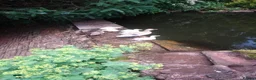 Ducks poultry for sale: Beautiful callXminiature silverappleyard ducklings - Advert 3