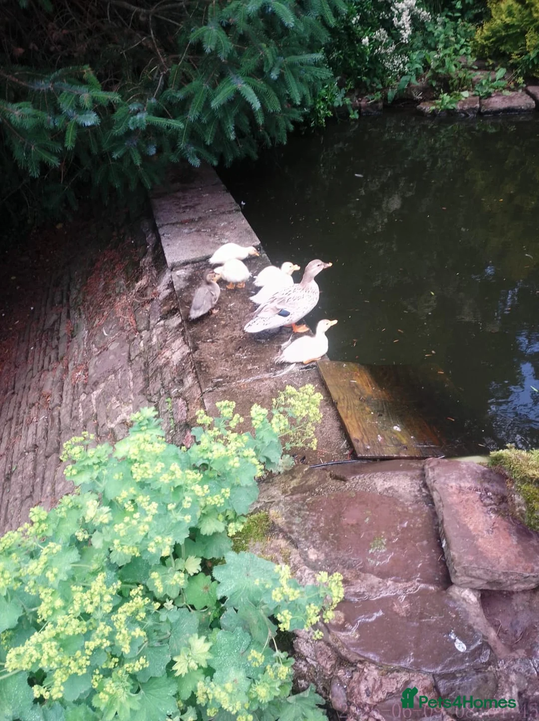 Ducks poultry for sale: Beautiful callXminiature silverappleyard ducklings - Advert 3