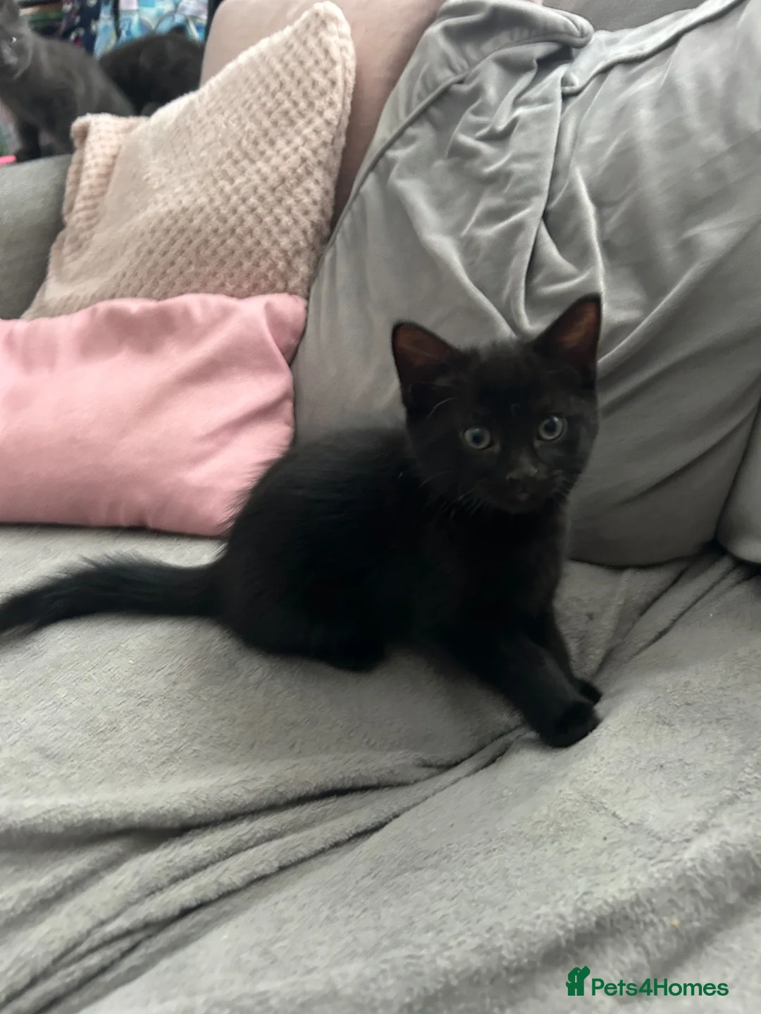 Mixed Breed cats for sale: Last black kitten ready now  - Advert 2