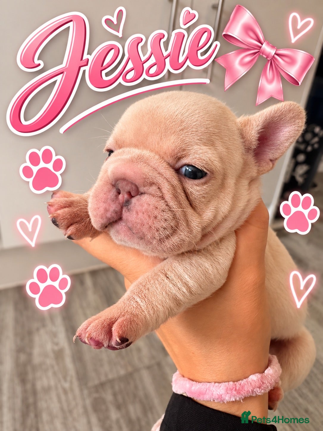 French Bulldog dogs KC French Bulldogs  - Advert 2