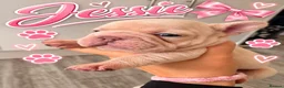 French Bulldog dogs for sale: KC French Bulldogs  - Advert 11