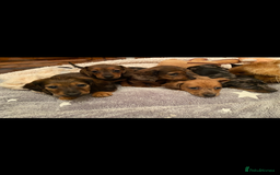 Miniature Dachshund dogs for sale: True miniature Dachshund puppies  - Image 7
