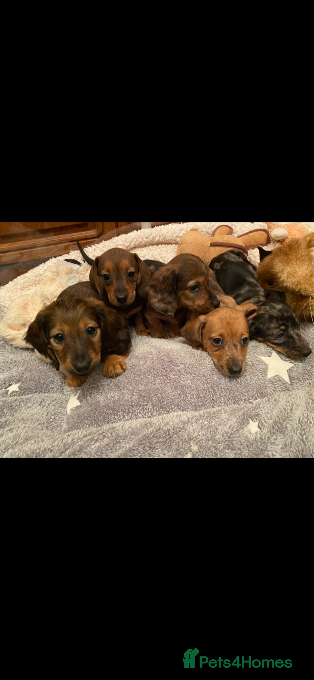 Miniature Dachshund dogs for sale: True miniature Dachshund puppies  - Image 7