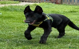 German Shepherd dogs for sale: GERMAN SHEPHERD BOY 6 MONTHS OLD IN SCARBOROUGH  - Image 9