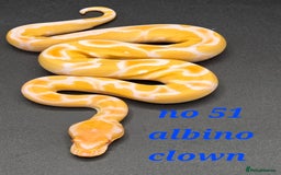 Python Snake reptiles for sale: Various ball python's  - Advert 5