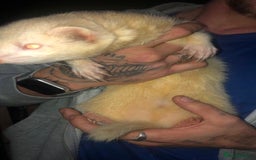Ferret rodents for sale: Albino Ferrets - Advert 4