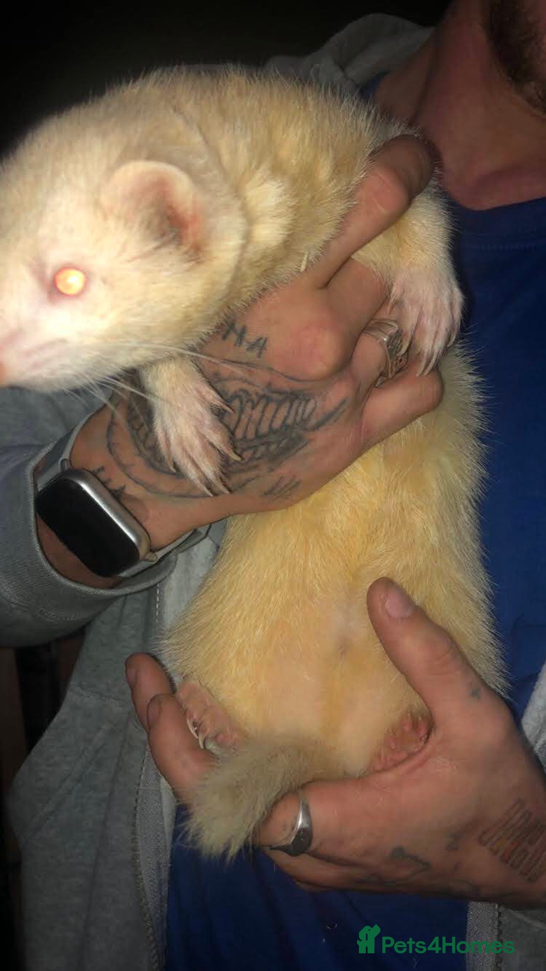 Ferret rodents for sale: Albino Ferrets - Advert 4