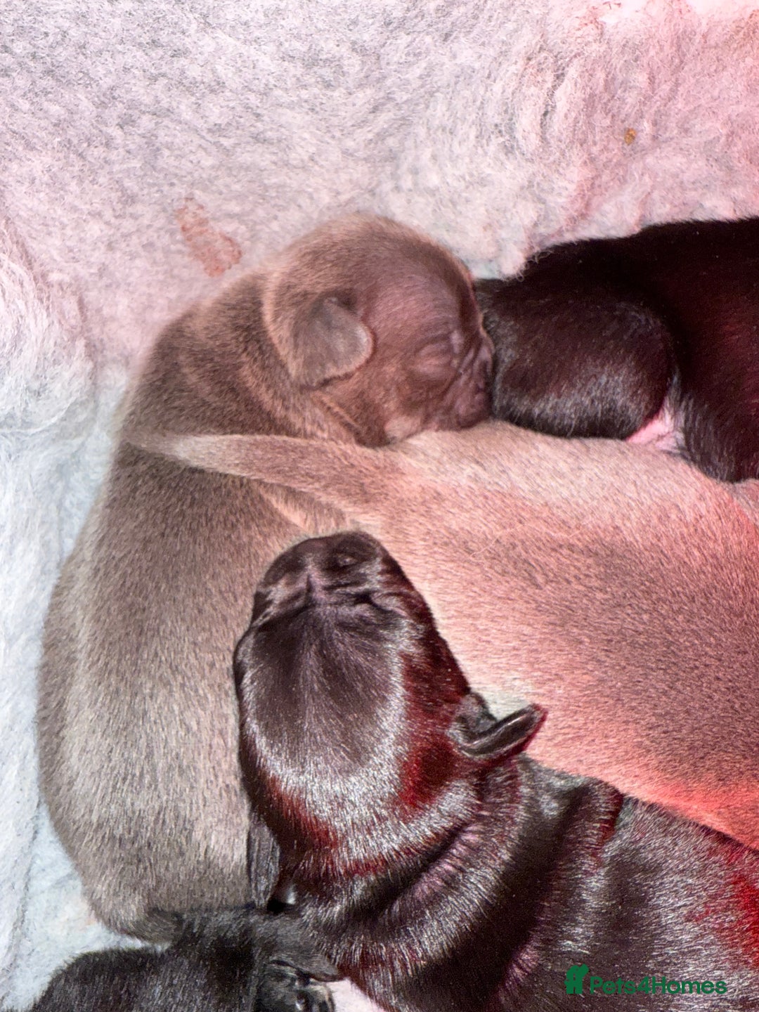 Mixed Breed dogs for sale: French bulldog x Staff  - Advert 6