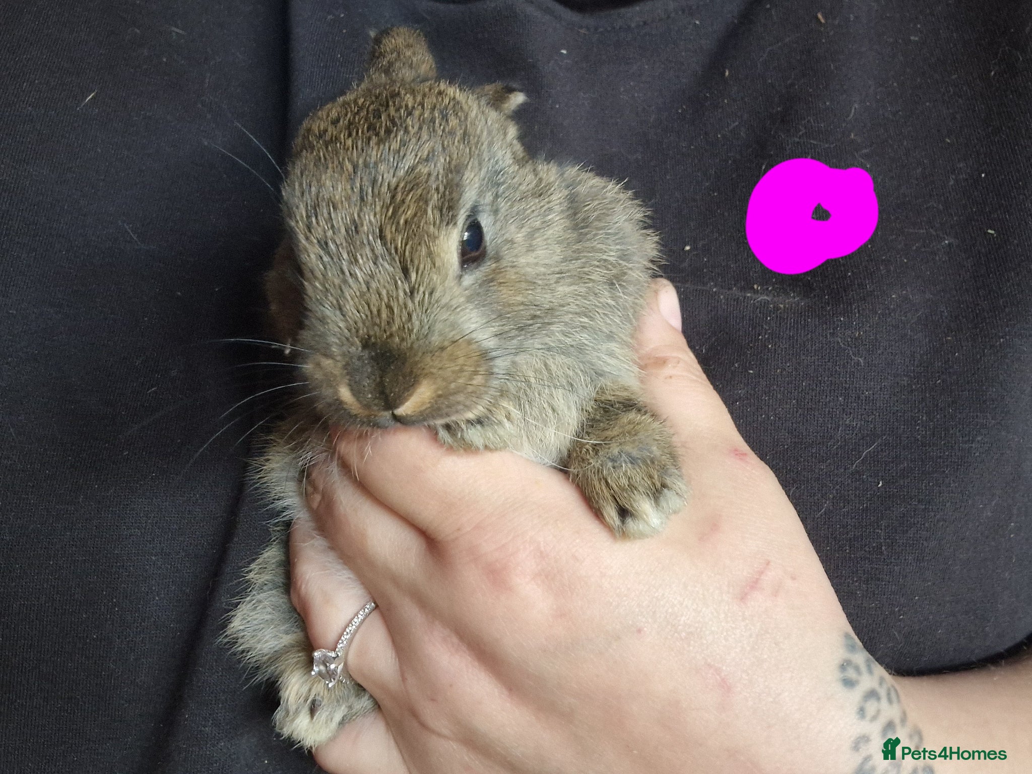 Mini Lop rabbits for sale: Mini lops  - Advert 8