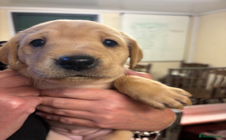 Labrador Retriever dogs - Advert 2
