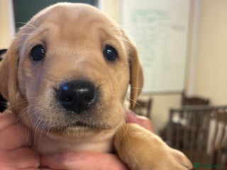 Labrador Retriever dogs - Advert 35