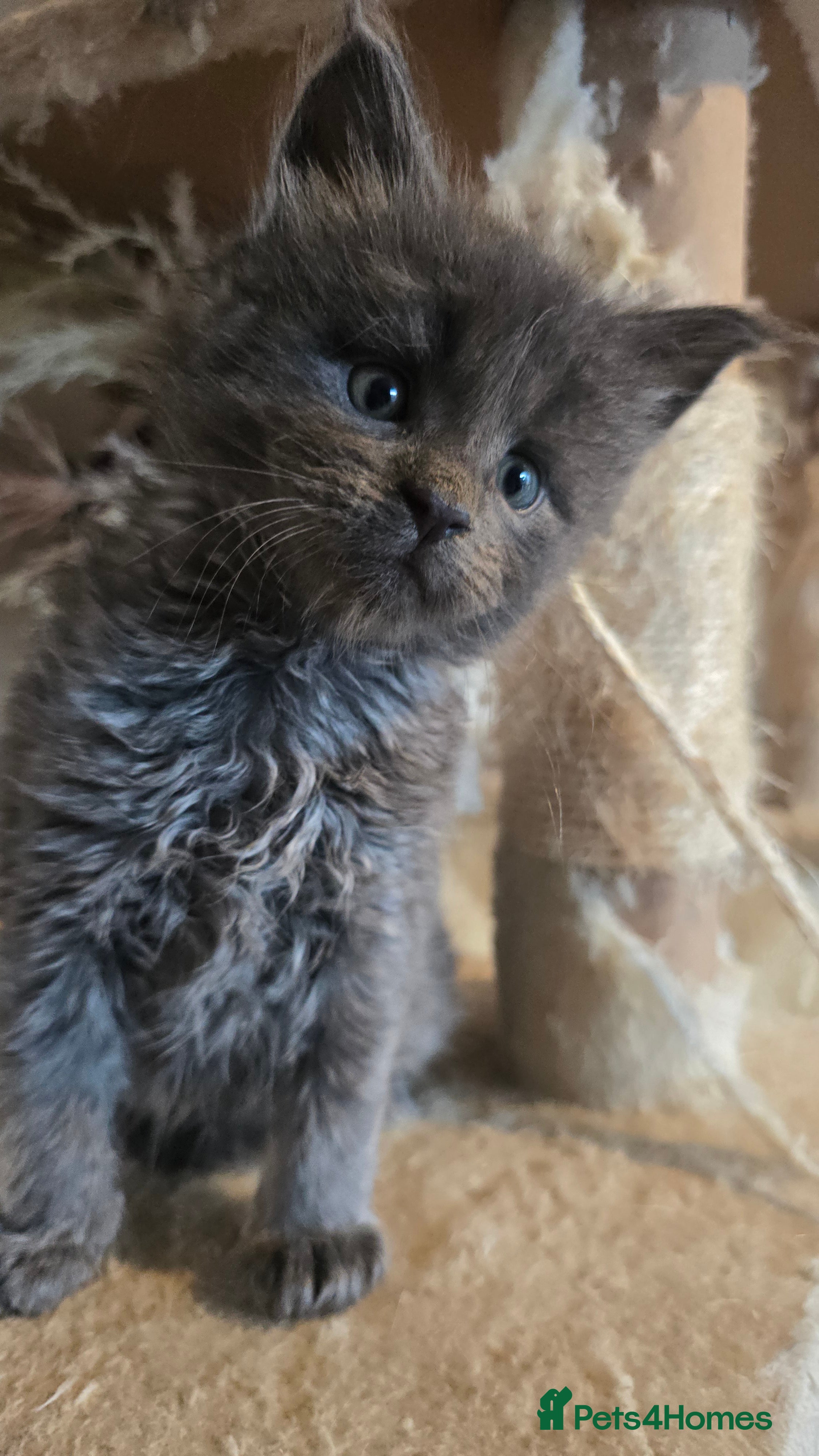 Maine Coon cats Stunning Mainecoons - Advert 11