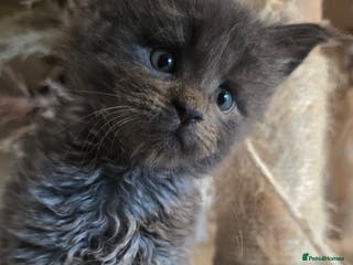 Maine Coon cats Stunning Mainecoons - Advert 6