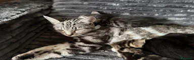 Mixed Breed 3