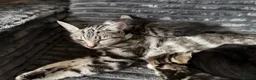 Mixed Breed cats for sale: Beautiful boy kittens  in Kilmarnock - Advert 2
