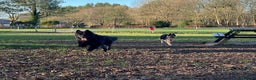 German Shepherd dogs for stud: Solid Black Long Coat German Shepherd Dog at Stud - Advert 20
