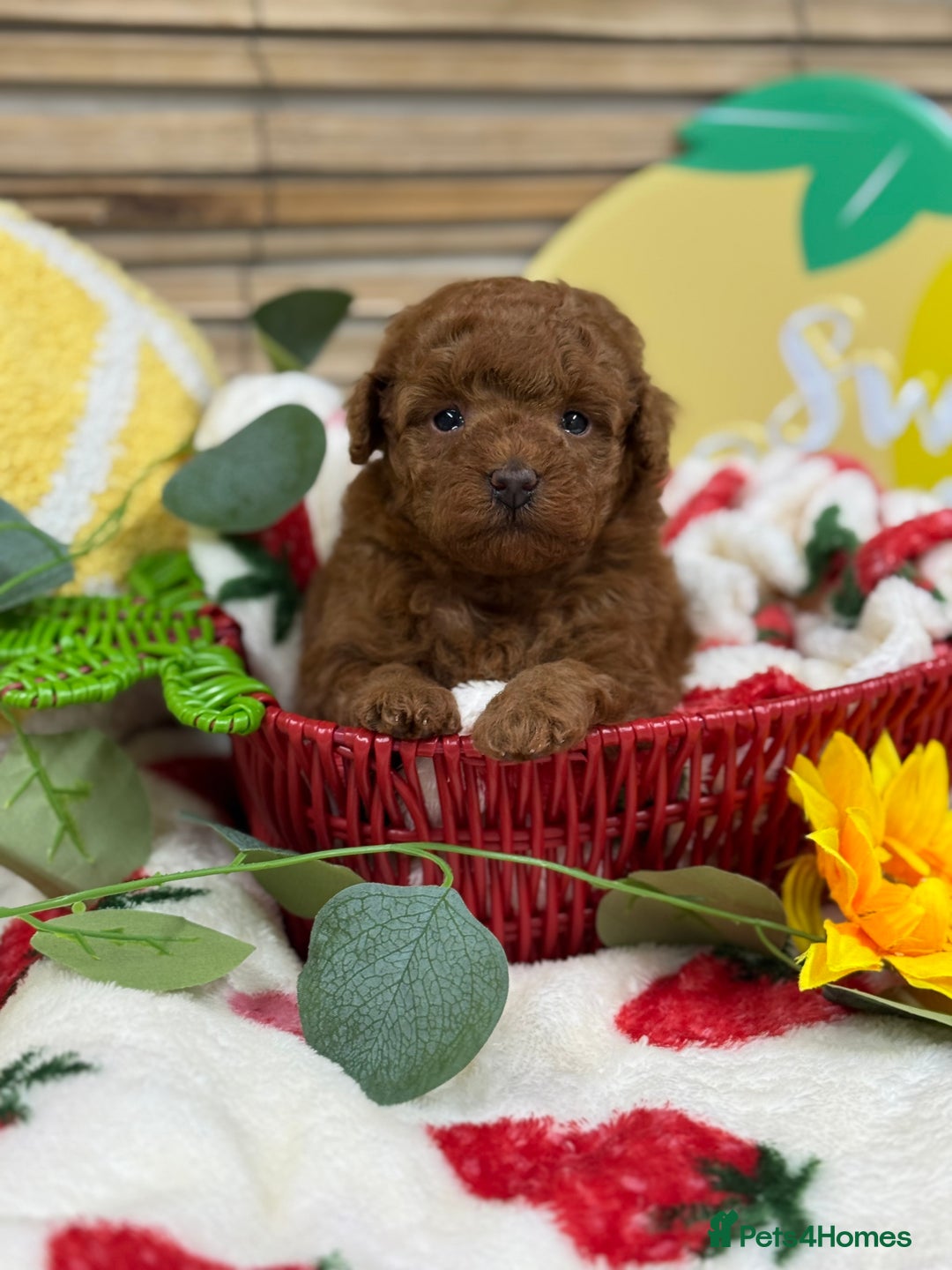 Toy Poodle dogs for sale: 🍇🐩 Last Girl Available 🐩🍇 - KC Toy Poodles 🐩✨ - Image 8