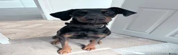 Dobermann dogs for sale: Female Doberman - Advert 9