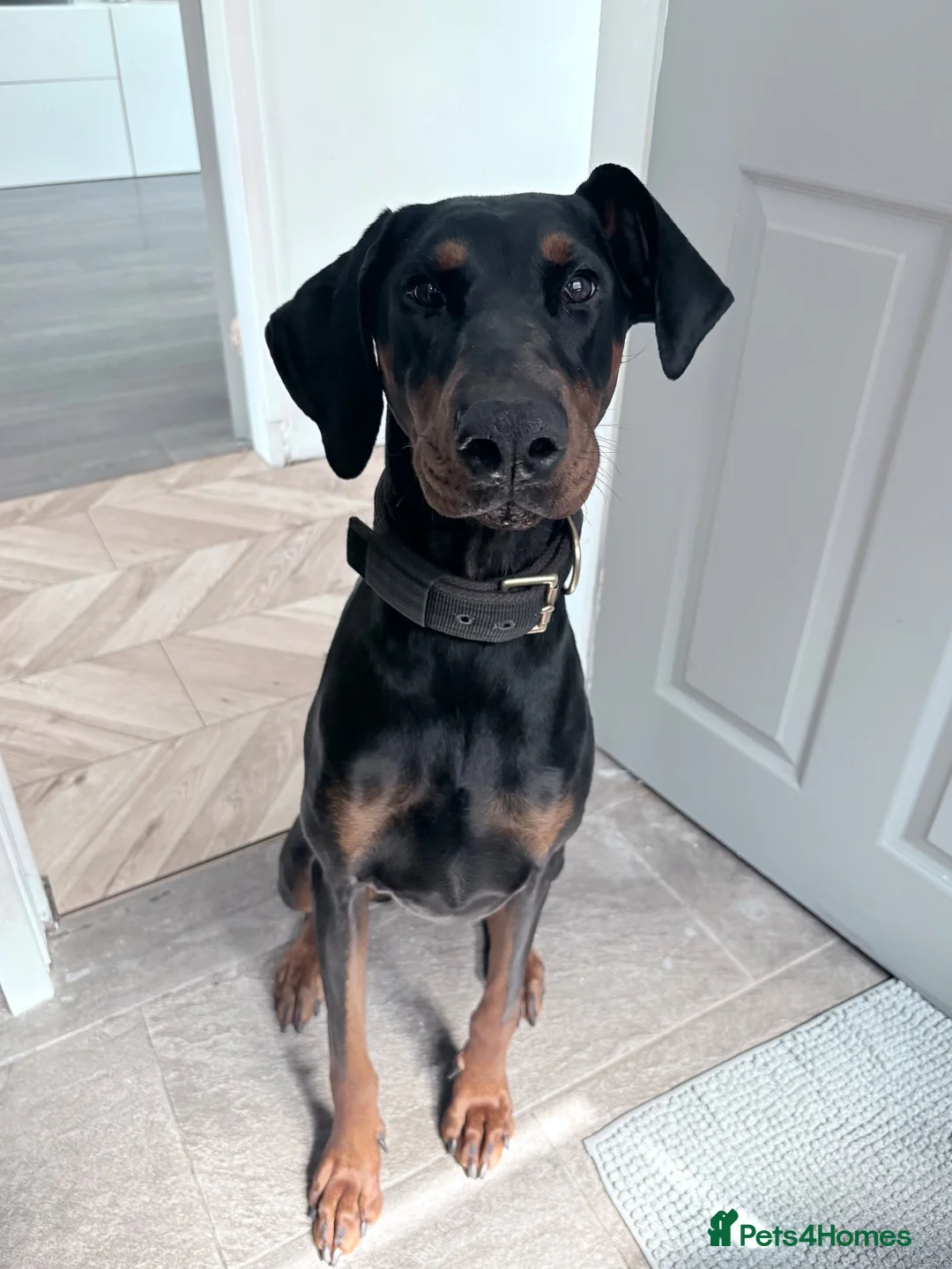Dobermann dogs for sale: Female Doberman - Advert 9