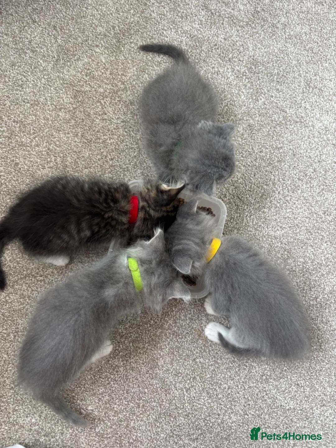 British Longhair cats for sale: Beautiful British Kittens 🐾  in Christchurch - Advert 2