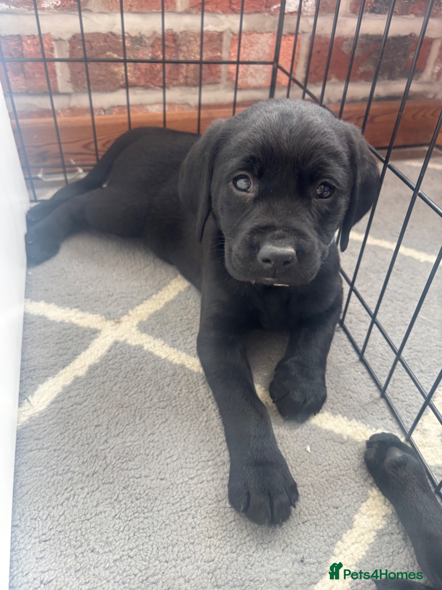 Labrador Retriever dogs KC Labrador Puppies - Advert 1