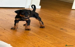 Dobermann dogs for sale: KC Registered Champion-lines Dobermans - Image 4