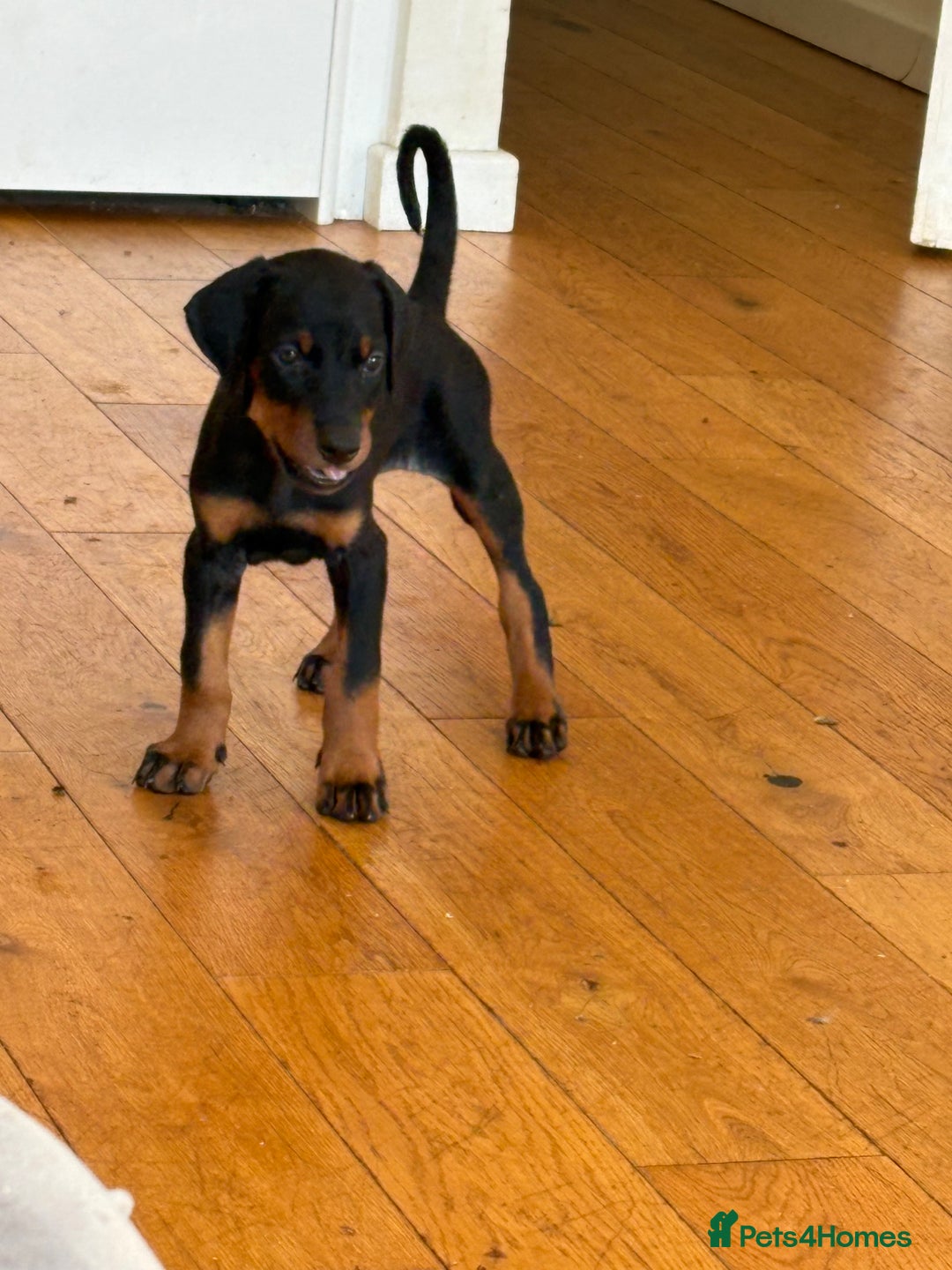 Dobermann dogs for sale: KC Registered Champion-lines Dobermans - Image 4