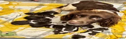 Sprocker dogs for sale: 1 male Chocolate Sprocker Puppy  - Advert 1