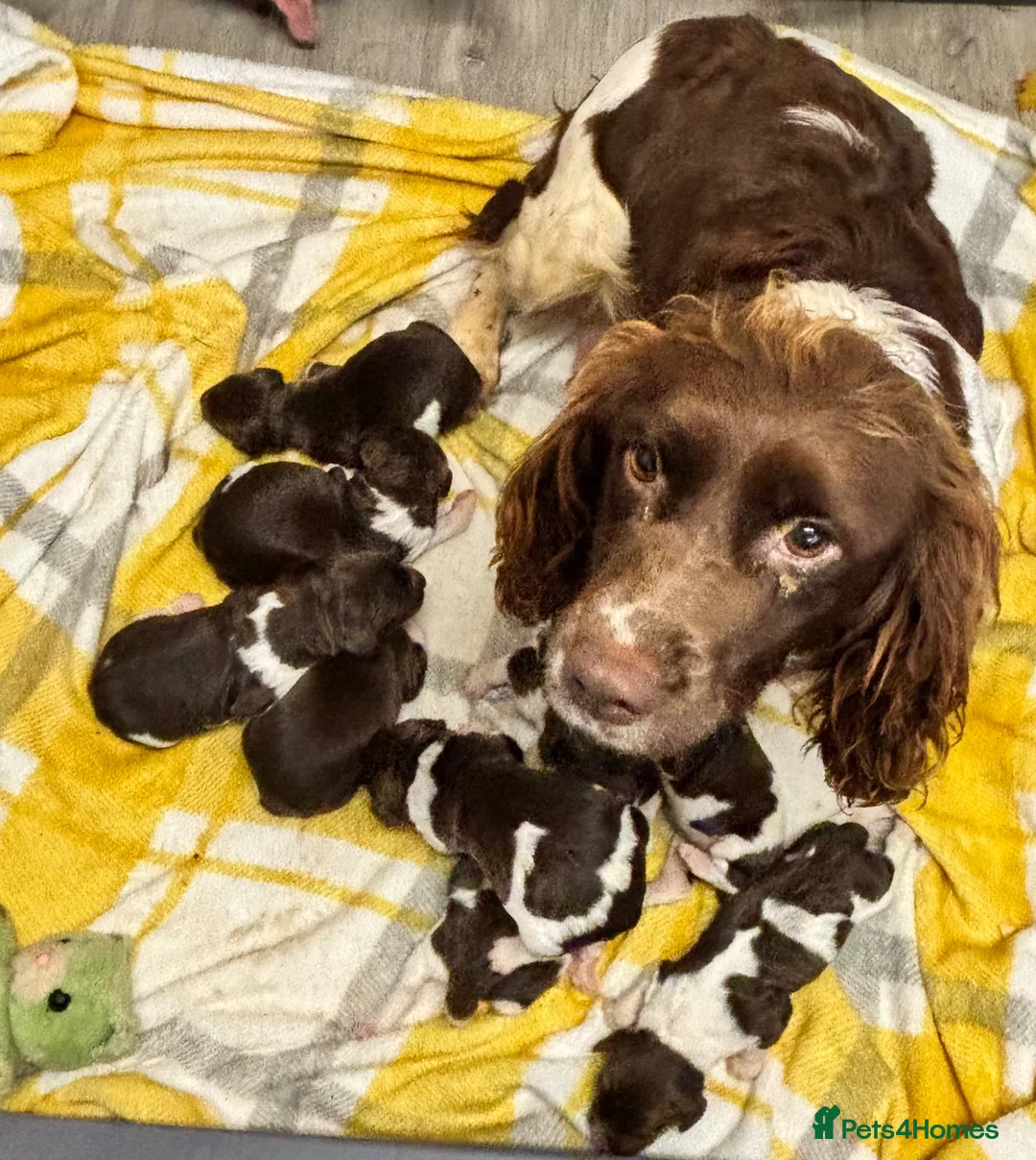 Sprocker dogs for sale: 1 male Chocolate Sprocker Puppy  - Advert 1