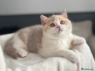 British Shorthair cats 🐾last girl available🌟GCCF Registered BSH Kitten - Advert 10