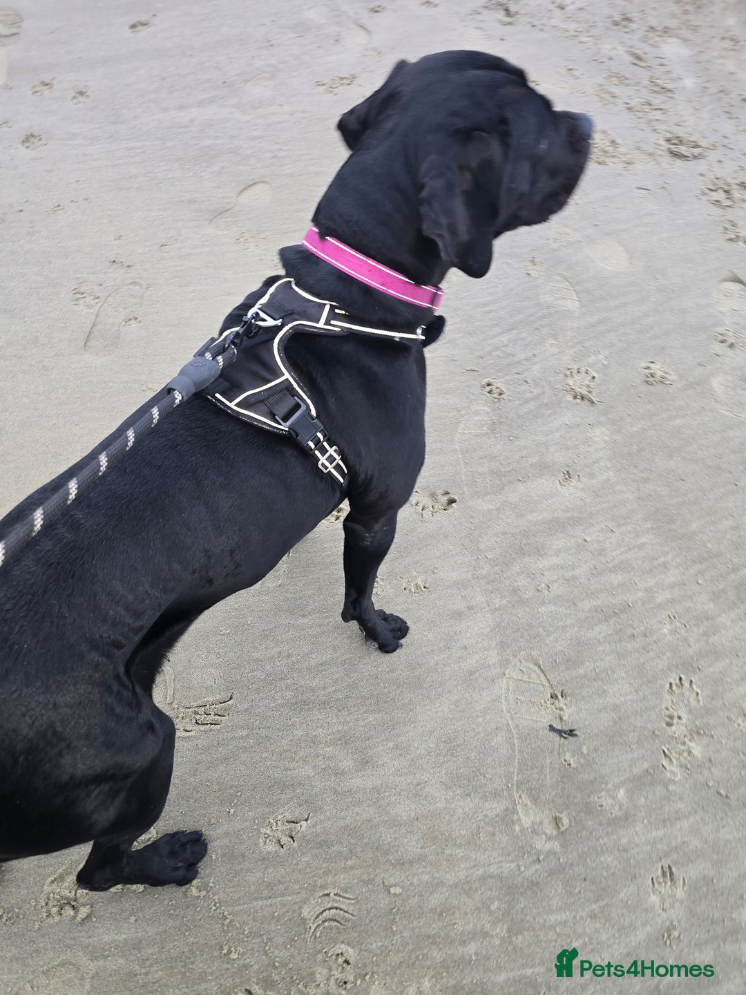 Cane Corso dogs for sale: Roxie is 2& 1/2 - Advert 3