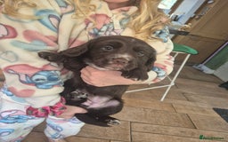Cocker Spaniel dogs for sale: Kc registered working cocker puppies - Image 3