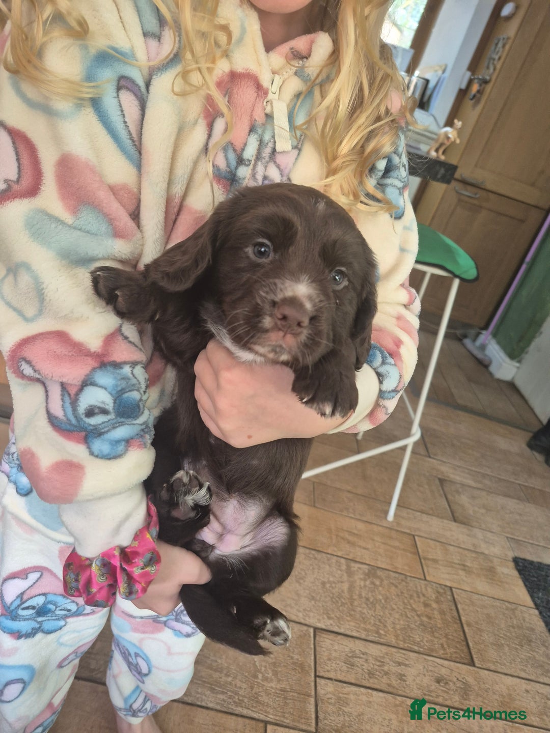 Cocker Spaniel dogs for sale: Kc registered working cocker puppies - Image 3