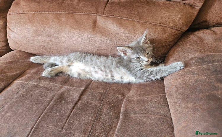 Maine Coon cats - Advert 2