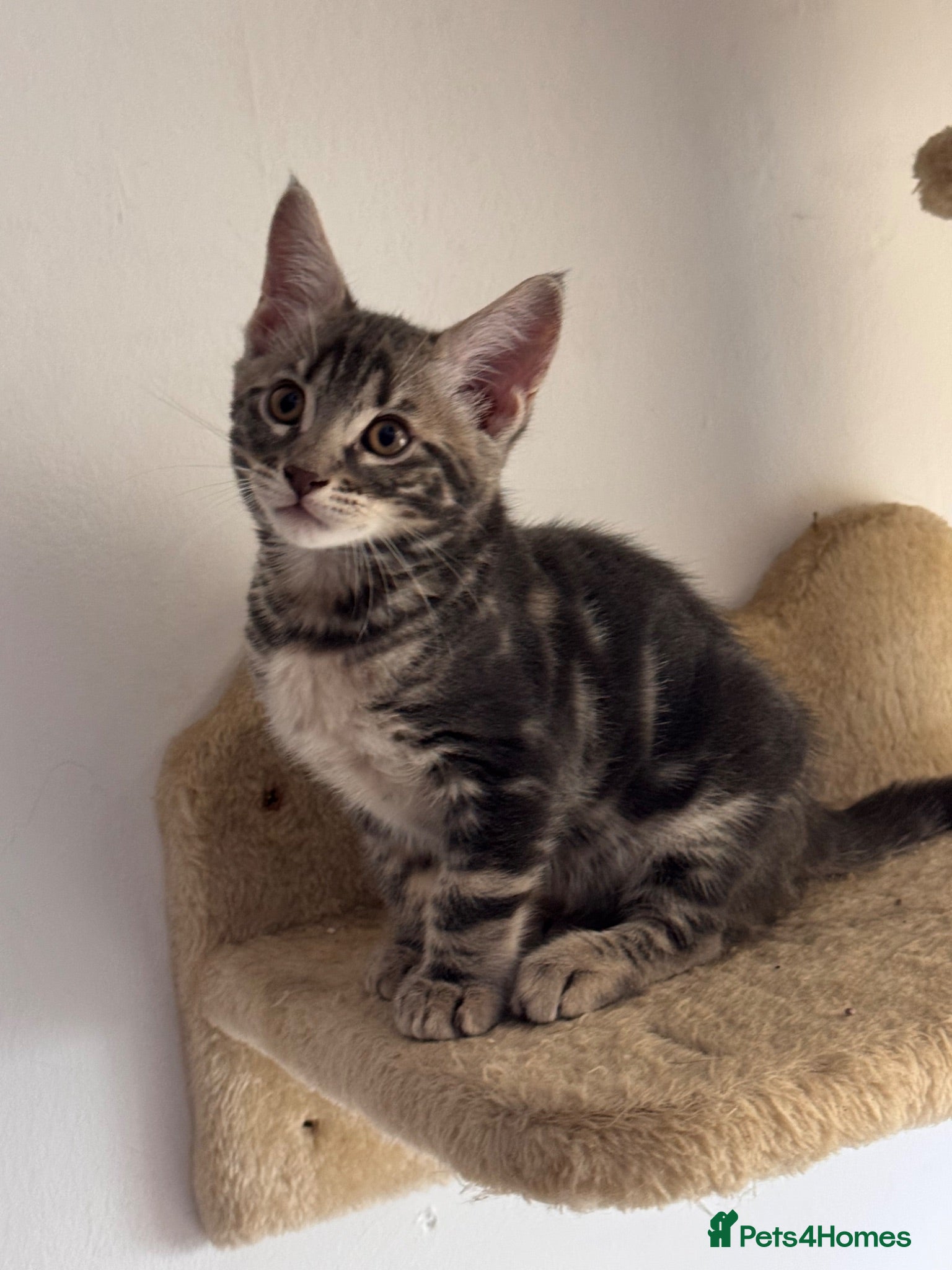 Mixed Breed cats Bencoon kittens Maine Coon x Bengal  - Advert 1