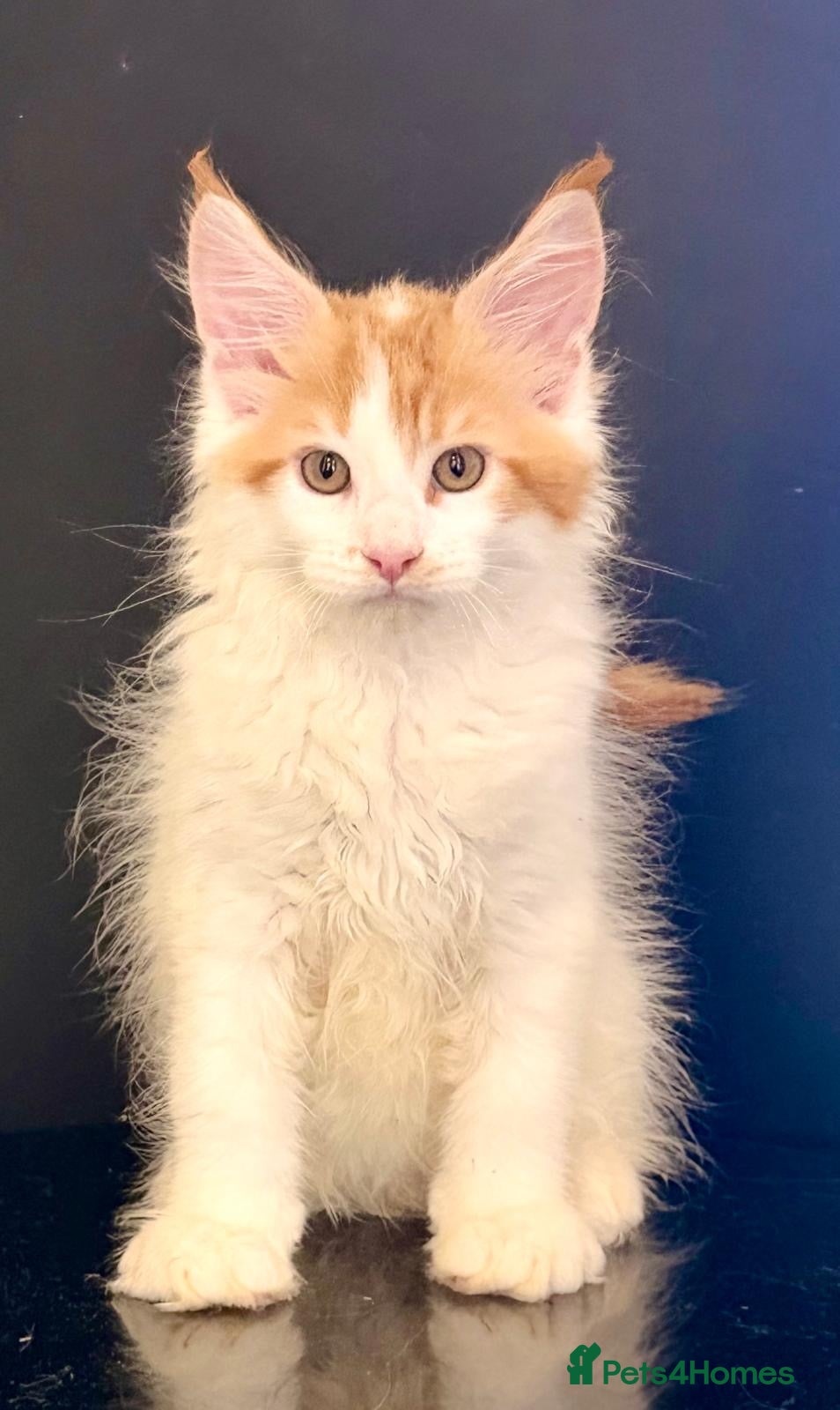 Maine Coon cats Ready for home pure bred maine coon kittens - Advert 10
