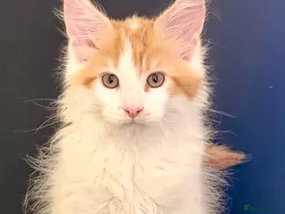 Maine Coon cats Ready for home pure bred maine coon kittens - Advert 10