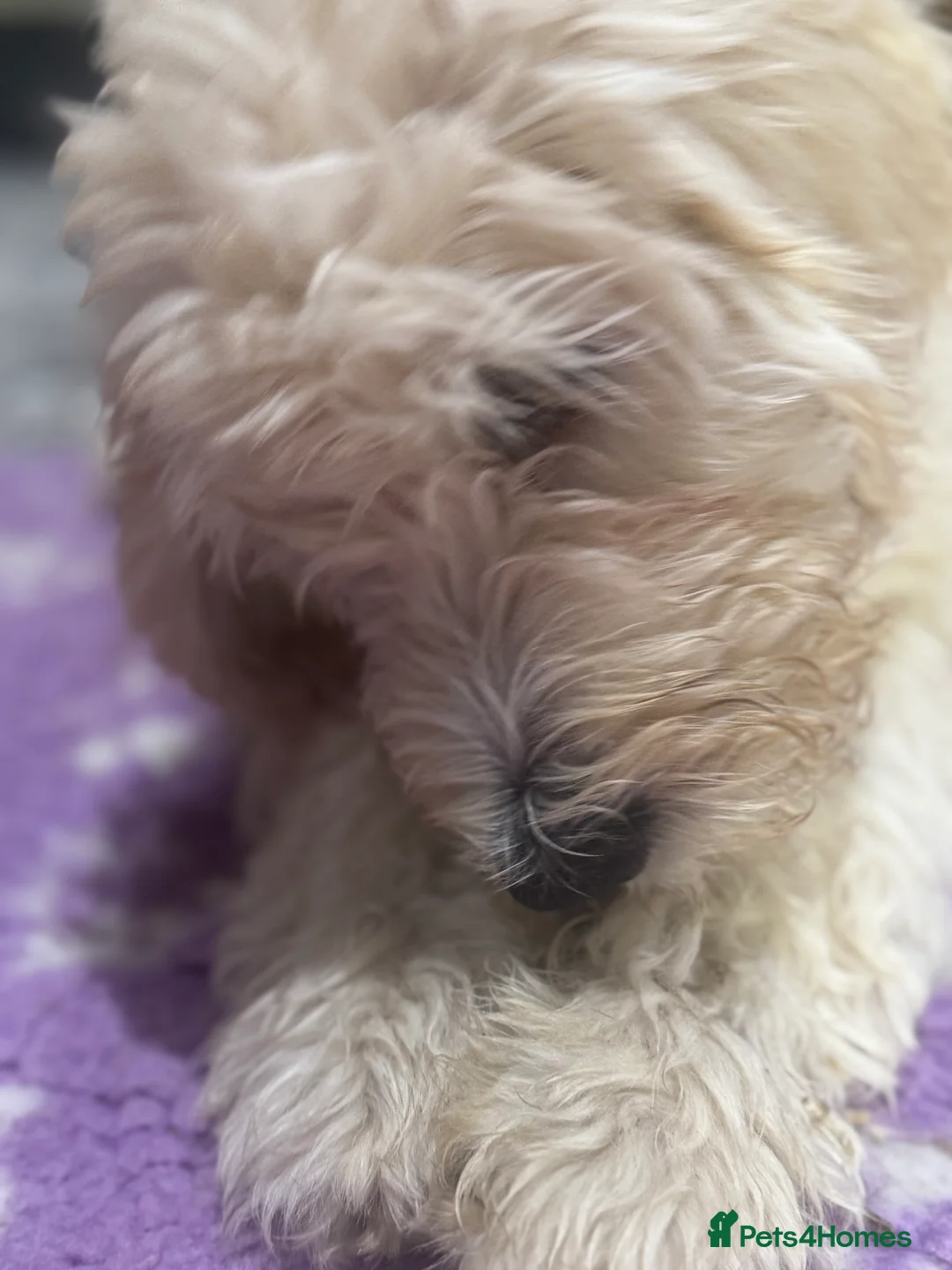 Goldendoodle dogs for sale: Golden doodle F1B stunning puppies  - Advert 16