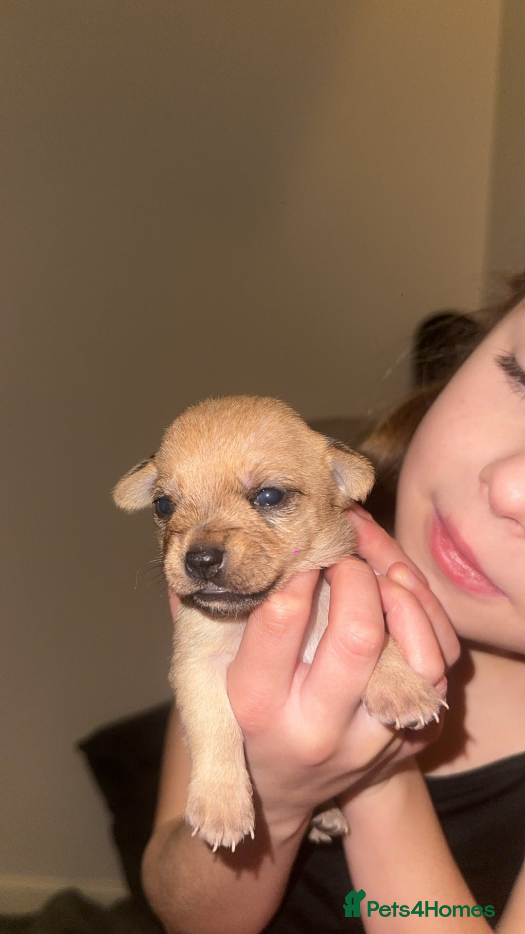 Chihuahua dogs for sale: Chihuahua cross Jack Russell  - Advert 3