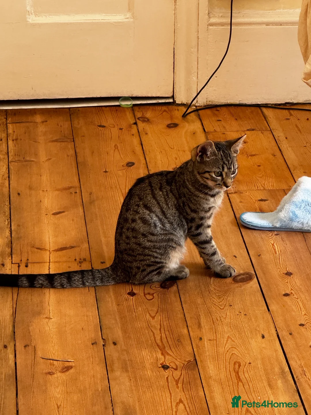Mixed Breed cats for sale: Mr and Mrs Kitten bum - Advert 1