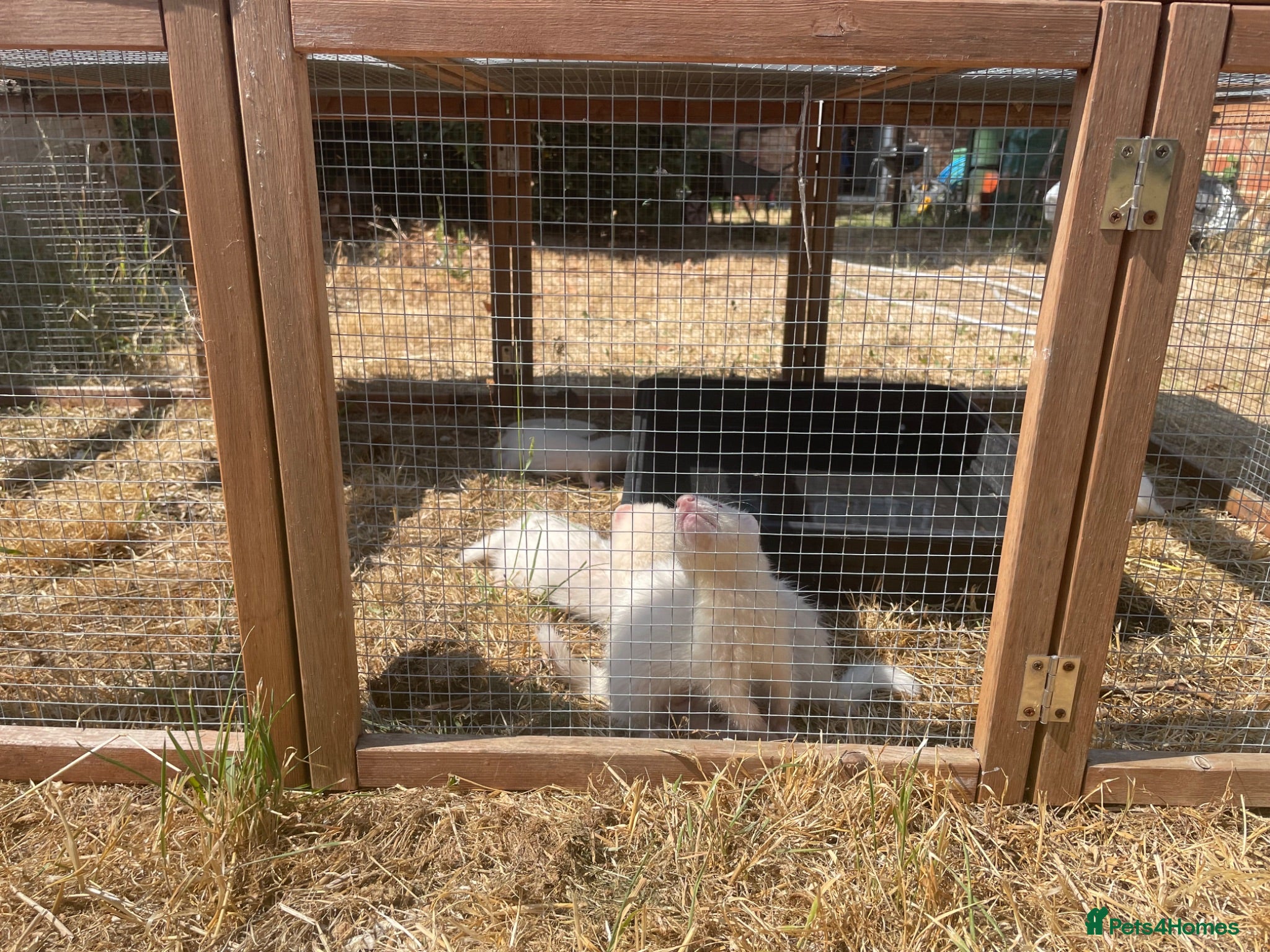 Ferret rodents Ferret kits for sale - Advert 22