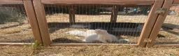 Ferret rodents for sale: Ferret kits for sale - Advert 1