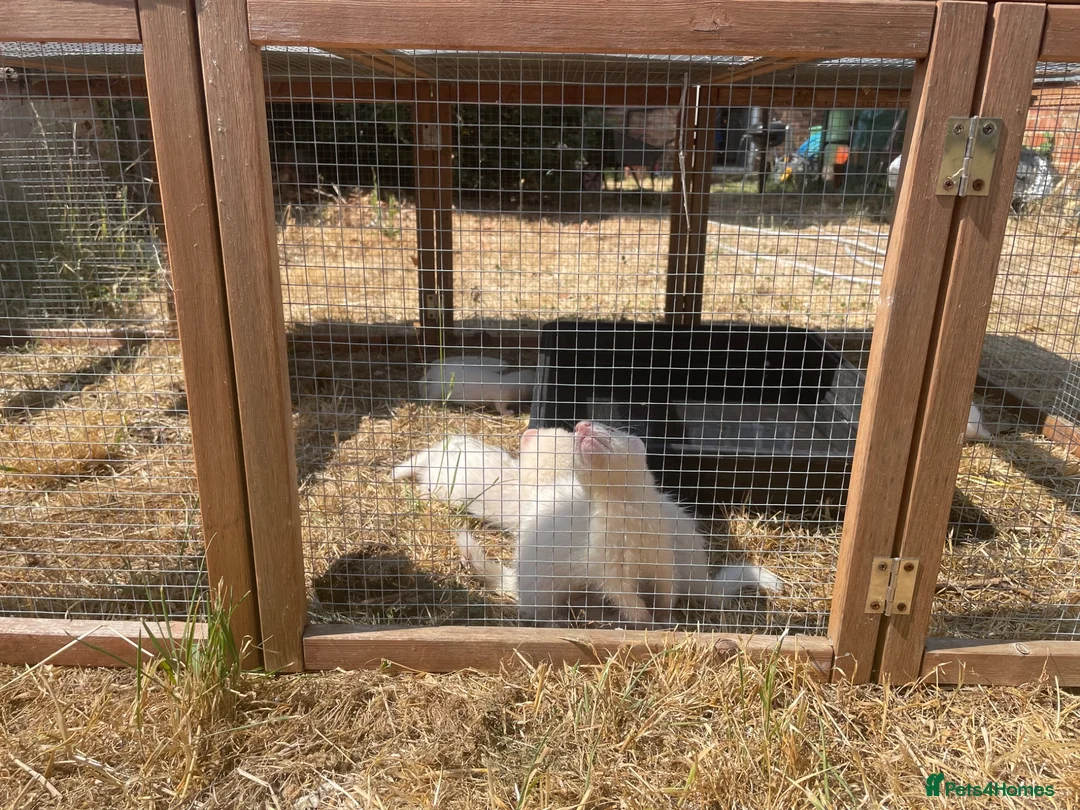 Ferret rodents for sale: Ferret kits for sale - Advert 1