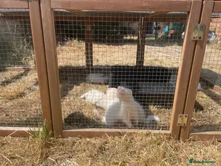 Ferret rodents Hob Ferret kits for sale - Advert 5