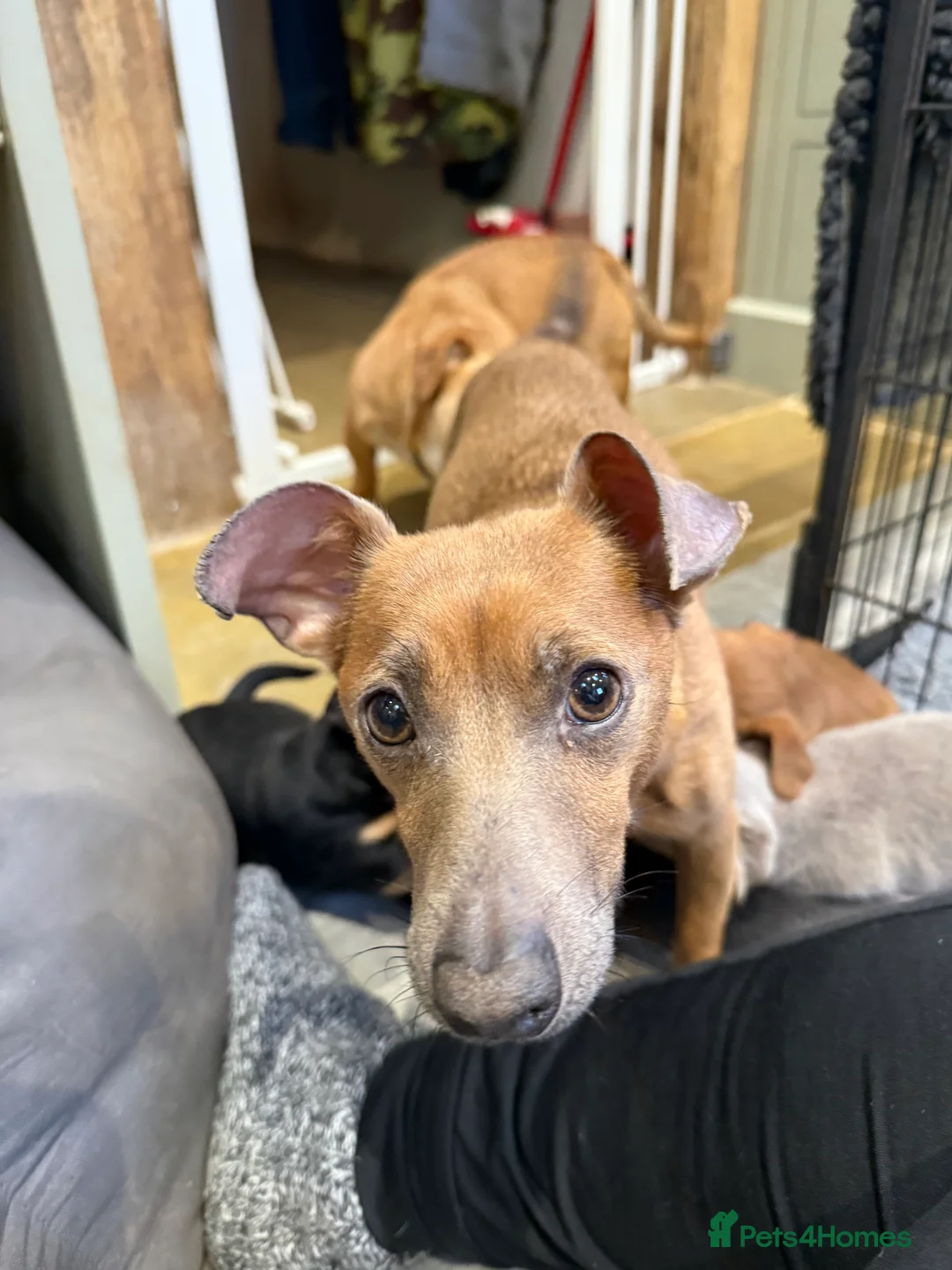 Jack Russell dogs for sale: Blue gene Jack Russell puppies - Advert 2