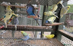 Budgerigars birds for sale: Adorable budgies and cages for sale  - Image 2