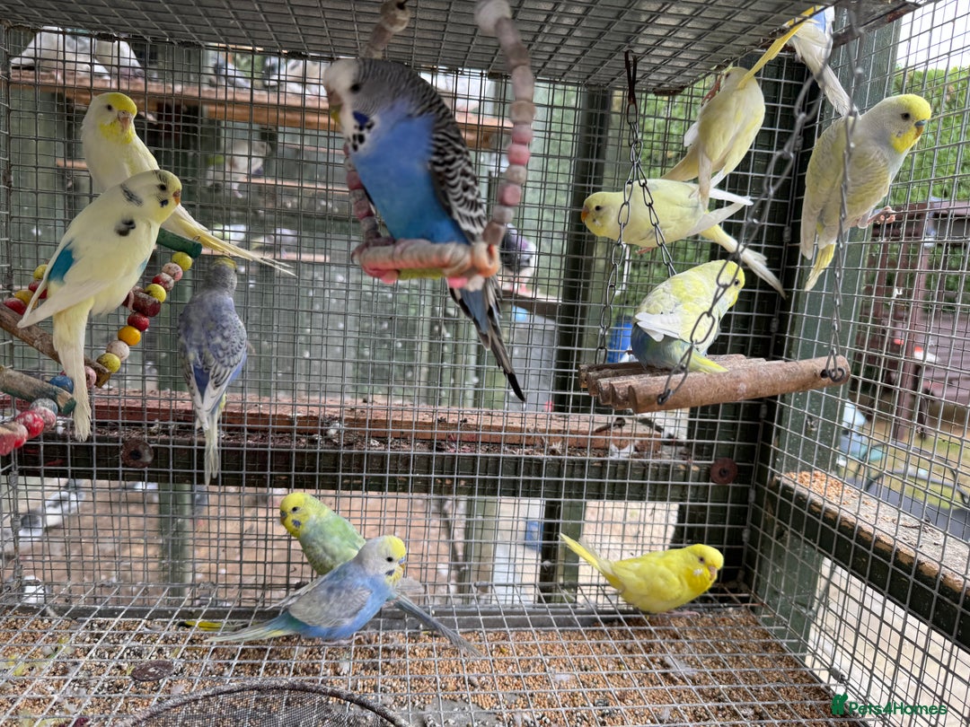 Budgerigars birds for sale: Adorable budgies and cages for sale  - Image 2